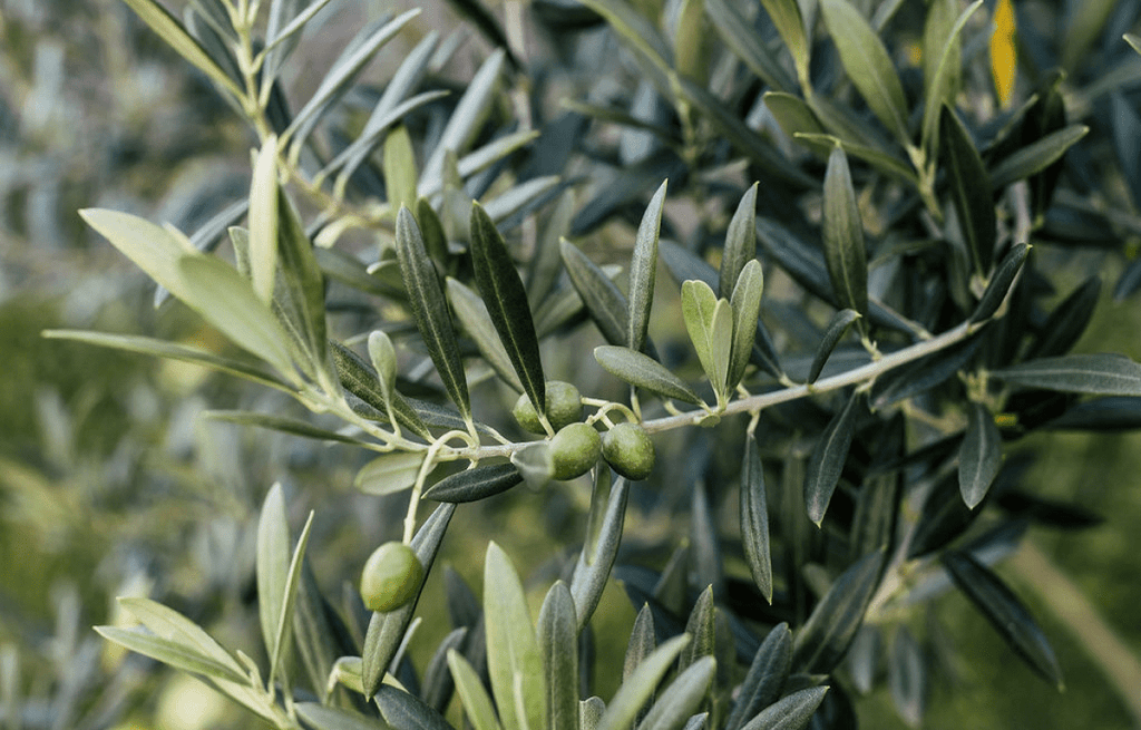 Plant Profile: Olive Tree