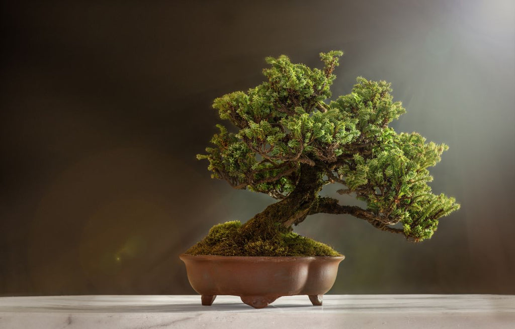 The Beginner's Guide to Bonsai