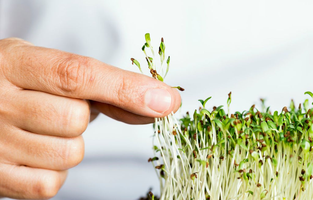 Projects For A Winters Day: Microgreens