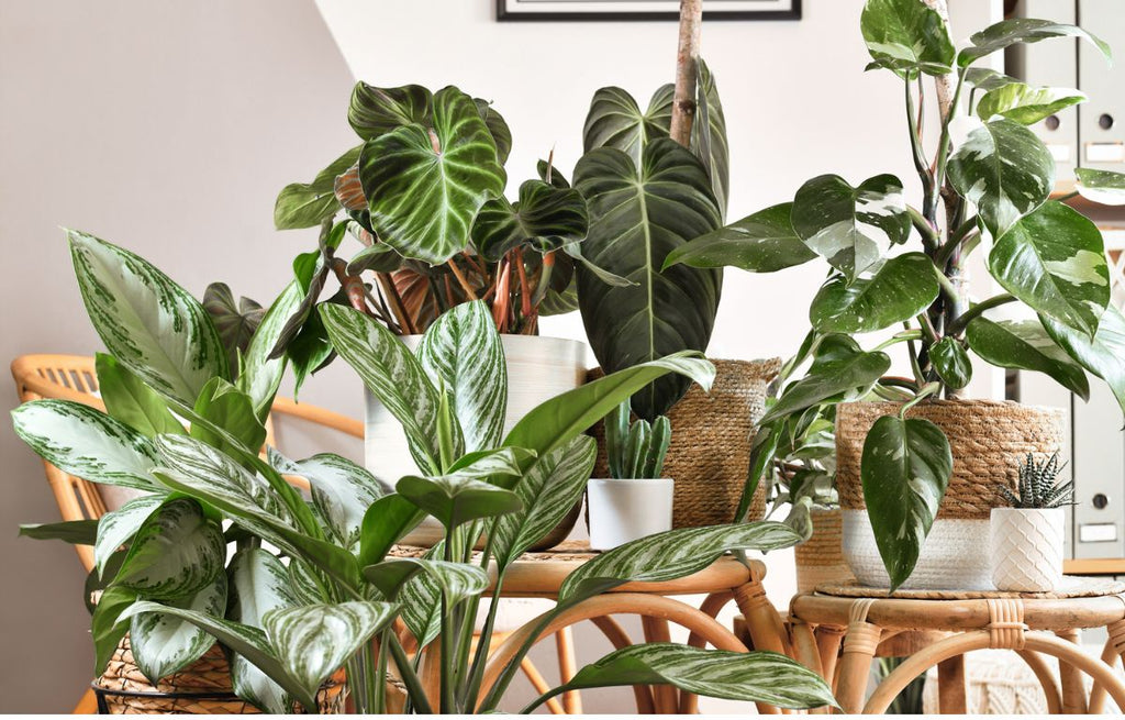 Exploring The World of Rare Philodendrons