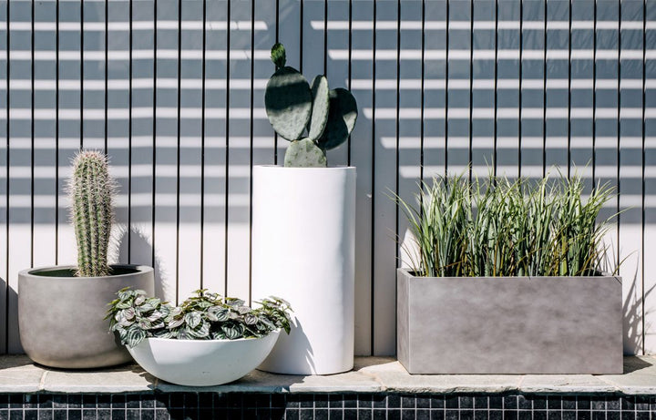 Wide Or Tall Pots, Which Is More Suitable For My Plants?