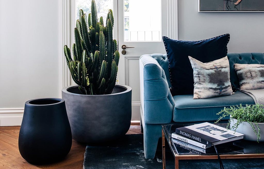 Our Top 3 Eclectic Style Plants