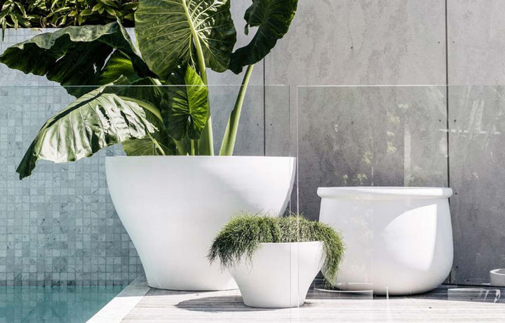 What's Trending In The Plant World
