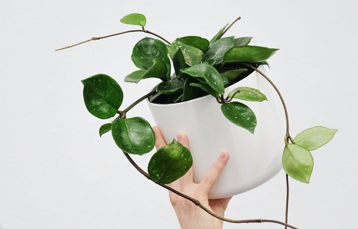 Plant Profile: Hoya Obovata