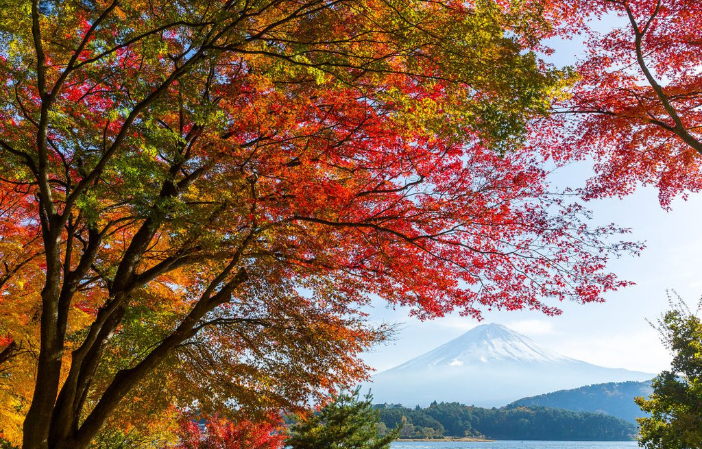"Momiji" Japanese Maple Trees in Japan. 