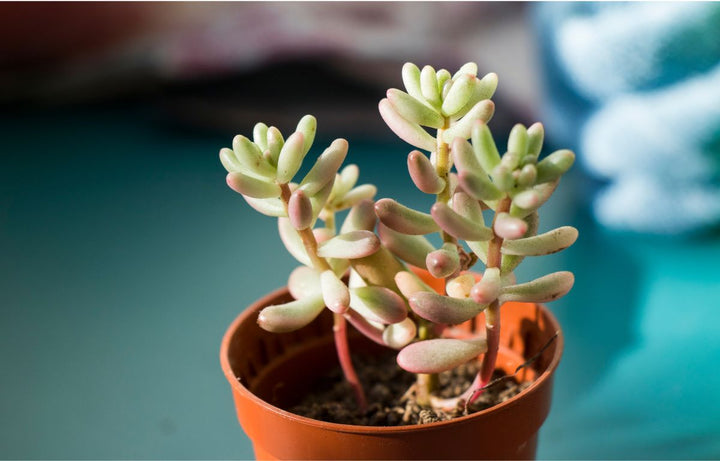 Jelly Bean Sedum in a pot.
