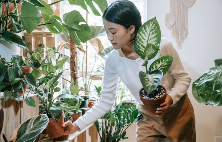 Plant enthusiast moving her plants around for different sunlight exposure.