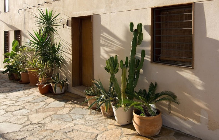Sun lover plants.
