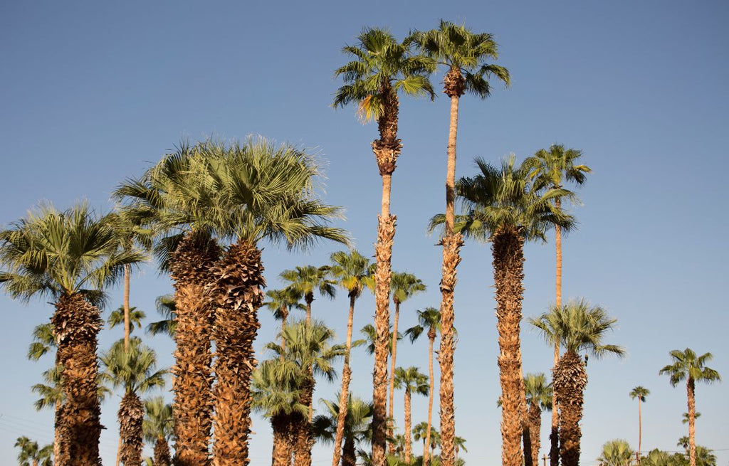 Designing a Desert Oasis: Tips for a Palm Springs-Inspired Garden