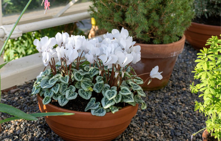 Chill Out With Cyclamen