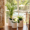 Dark wood, seventies-inspired decor living room with three white pot plants clustered in front of a white framed window.
