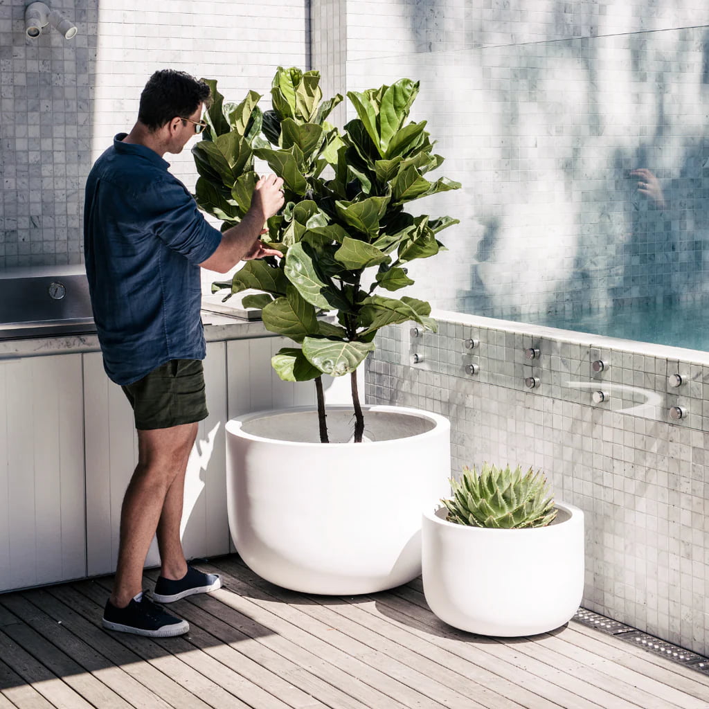 Man tending to a large leafy plant in a sleek white planter from The Balcony Garden, on a deck with poolside backdrop