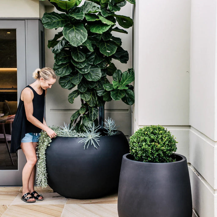 Woman arranging succulents in a large matte black designer pot next to a fiddle leaf fig, part of The Balcony Garden collection
