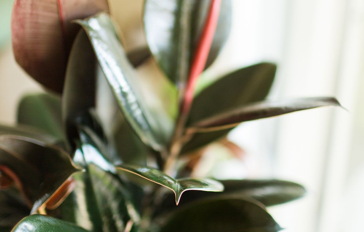 How to Propagate a Rubber Plant  The Balcony Garden