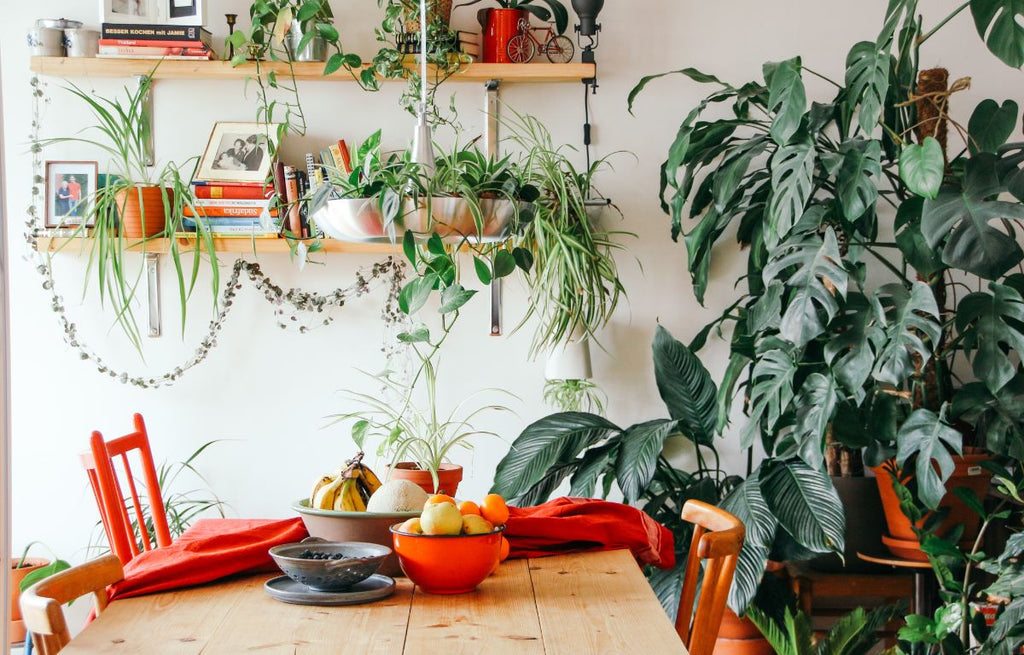 Maintaining Your Plant for that Indoor Lifestyle
