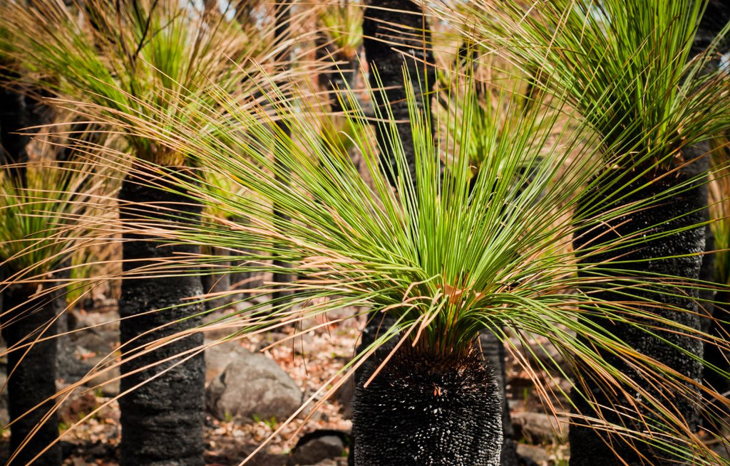 Australian Native Grass Tree- Xanthorrhoea Preissii or Balga