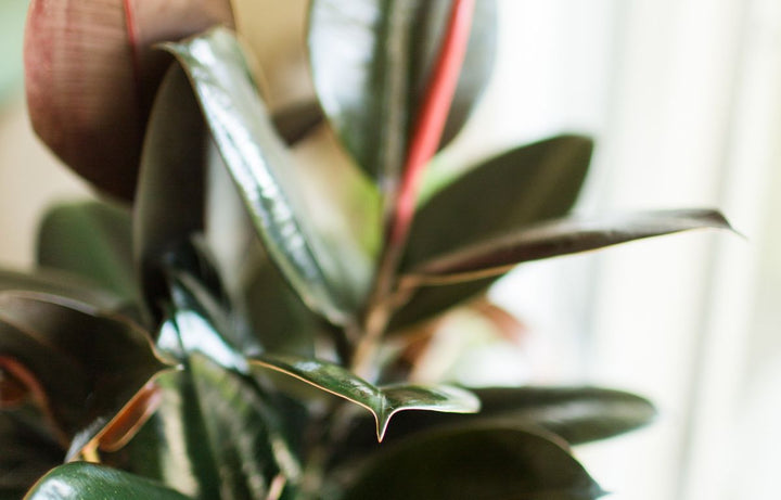 How to Propagate a Rubber Plant
