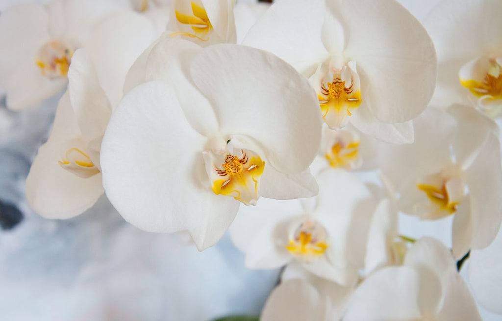 Caring for Your Orchid