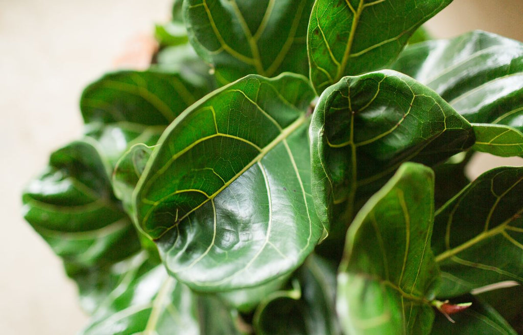 Plant Profile: Fiddle Leaf Figs | Ficus lyrata