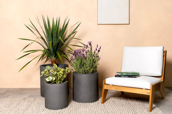 Indoor plant pairing with lavender, pothos, and yucca in charcoal pots beside a modern wooden chair