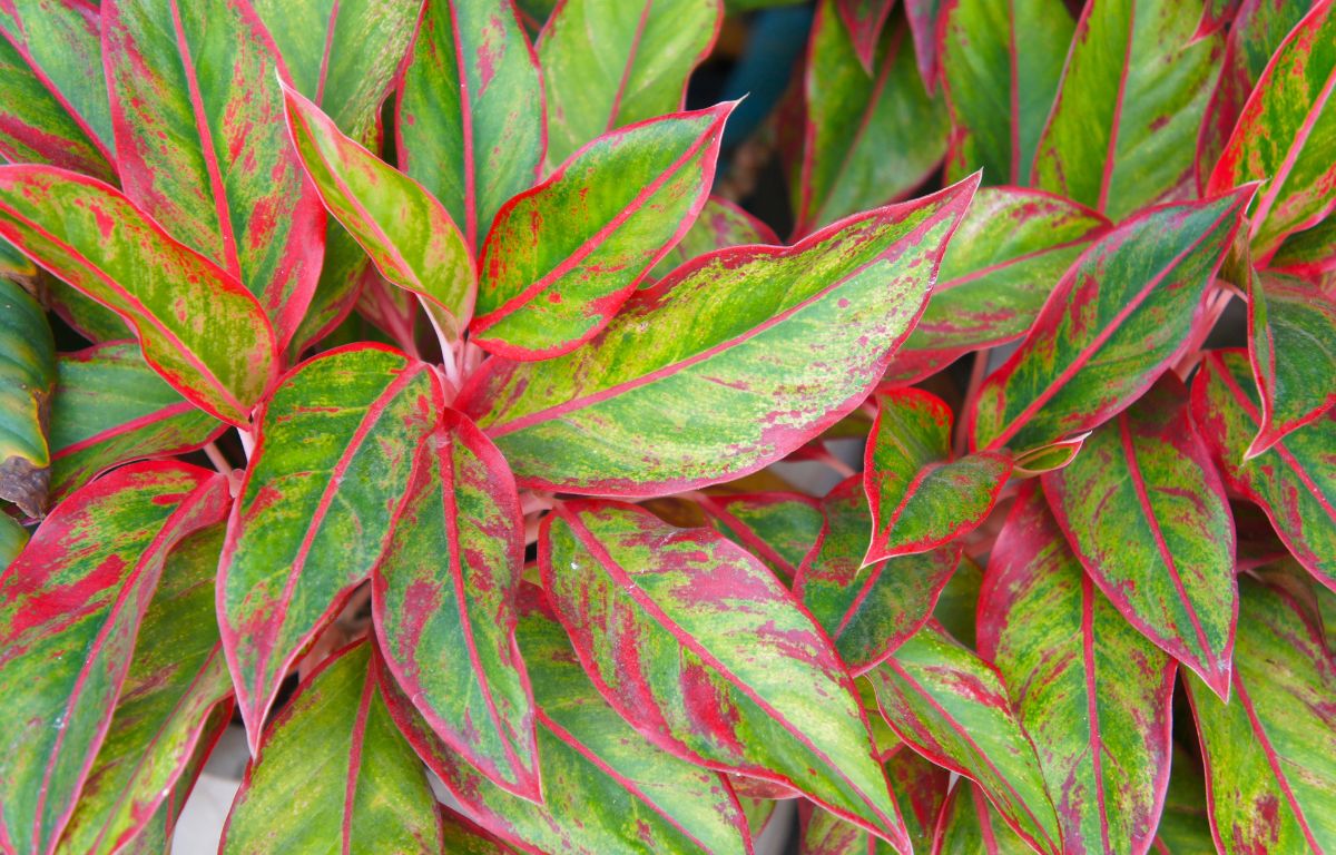 Plant Profile: Aglaonema Auspicious Red  The Balcony Garden