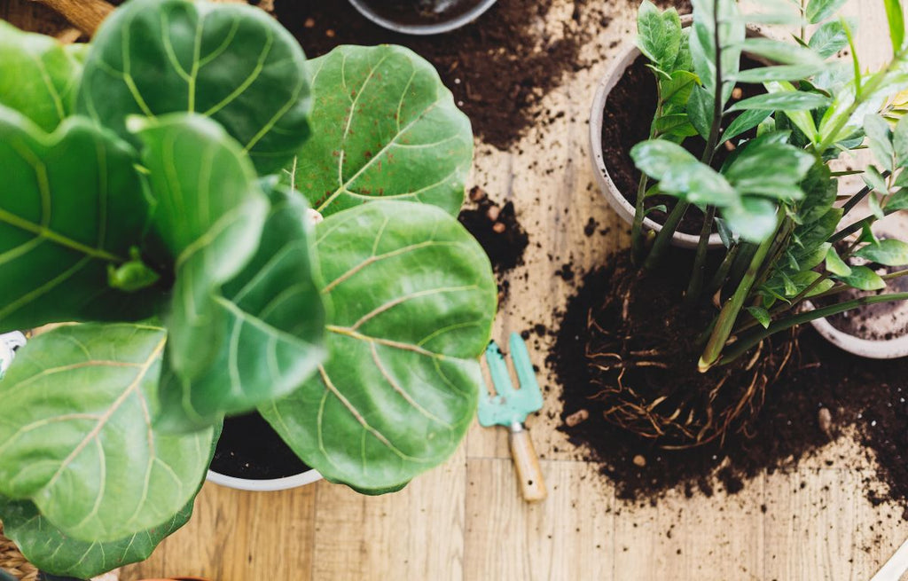 Why Repotting is Essential for Your Fiddle Leaf Fig