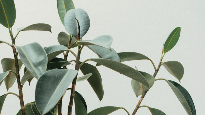 Plant Profile: Ficus Elastica (Rubber Plant)
