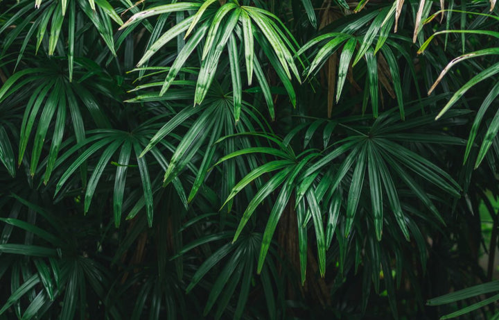 What Plants Bring Positive Energy to the Home?