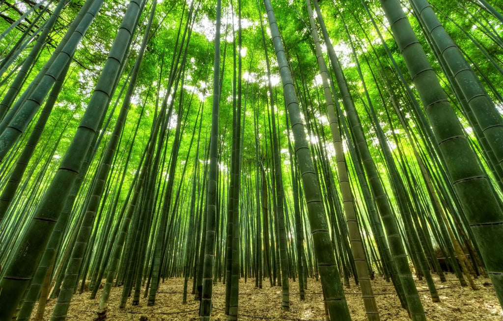 Bamboo: Nature's Super Plant