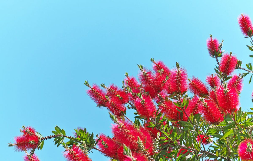 Four Hardy Plants That can Survive an Australian Summer
