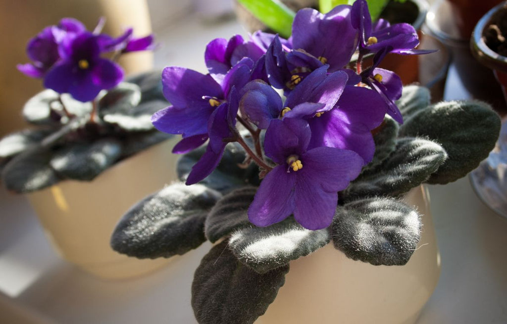 Deep purple flowers and fussy leaves of an African Violet.