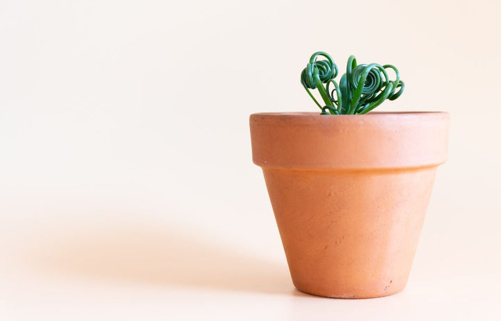 Albuca spiralis in a pot.