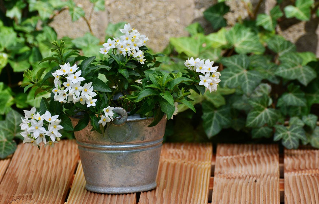Flowering Jasmine in a bucket planter.