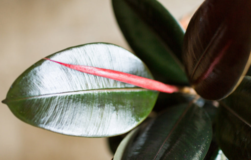 Top Air Purifying Indoor Plants For Your Home