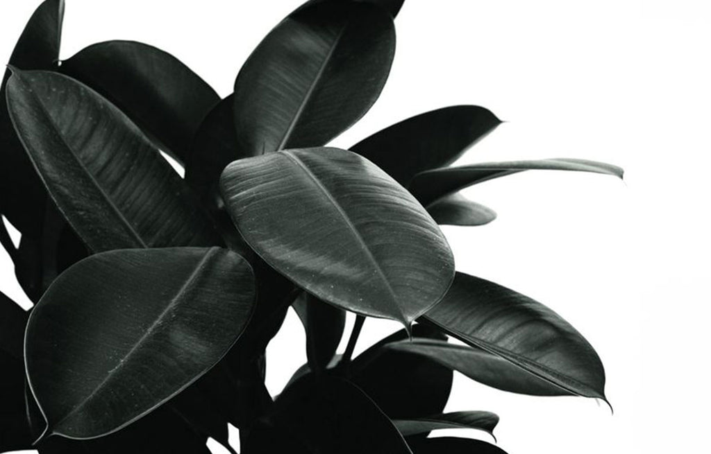 Plant Profile: Ficus elastica (Rubber Plant)