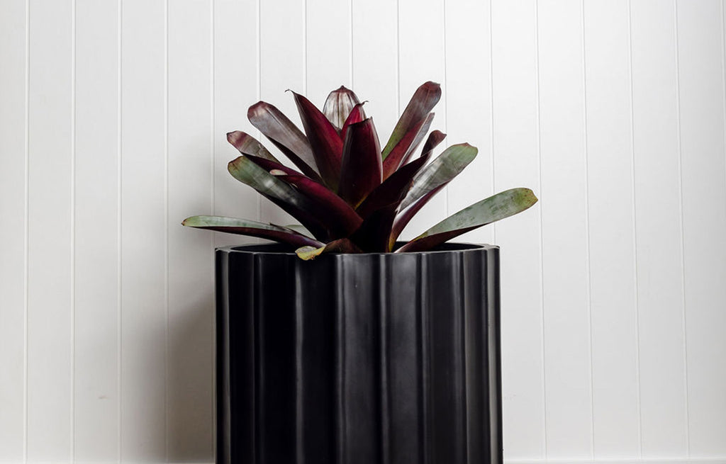 Plant Profile: Bromeliad