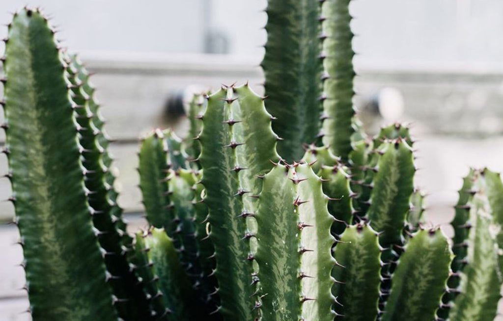 Plant Profile – Cowboy Cactus (Euphorbia)
