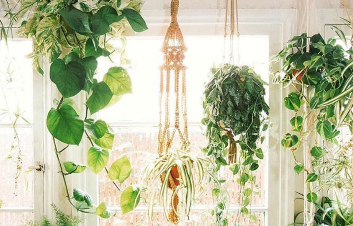 plant grow lights indoor Indoor Greenhouse with Grow Lights