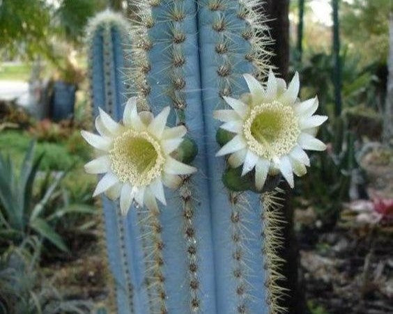 Caring for the Blue Torch Cactus – The Balcony Garden