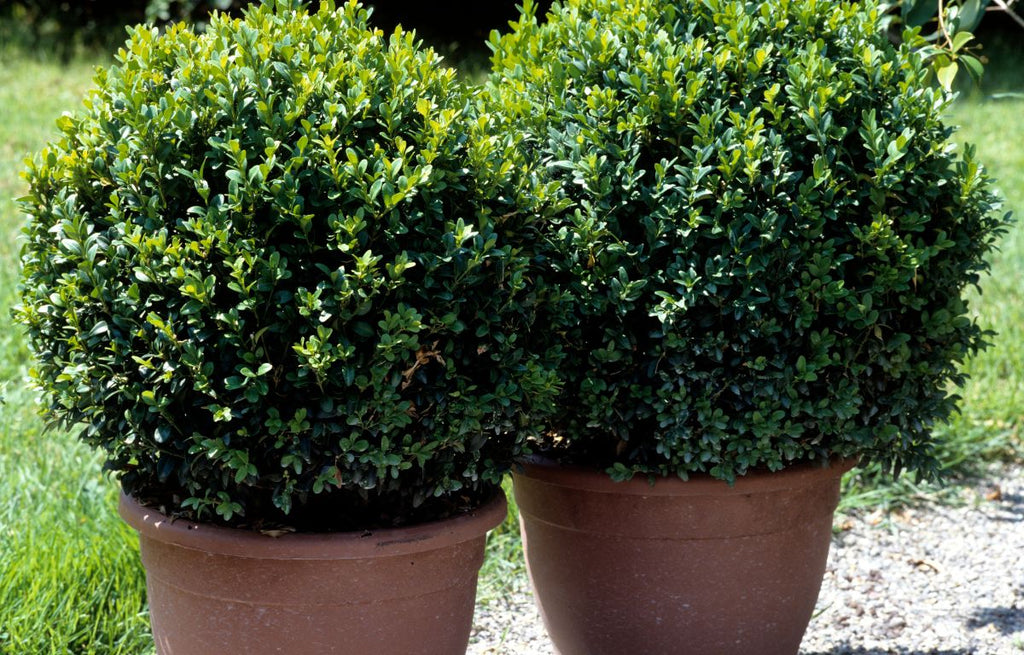 Two round Sempervirens Buxus Ball Plants.