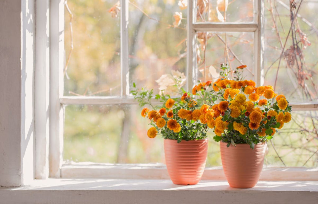 Orange potted Chrysanthemums on a sunny windowsill. 