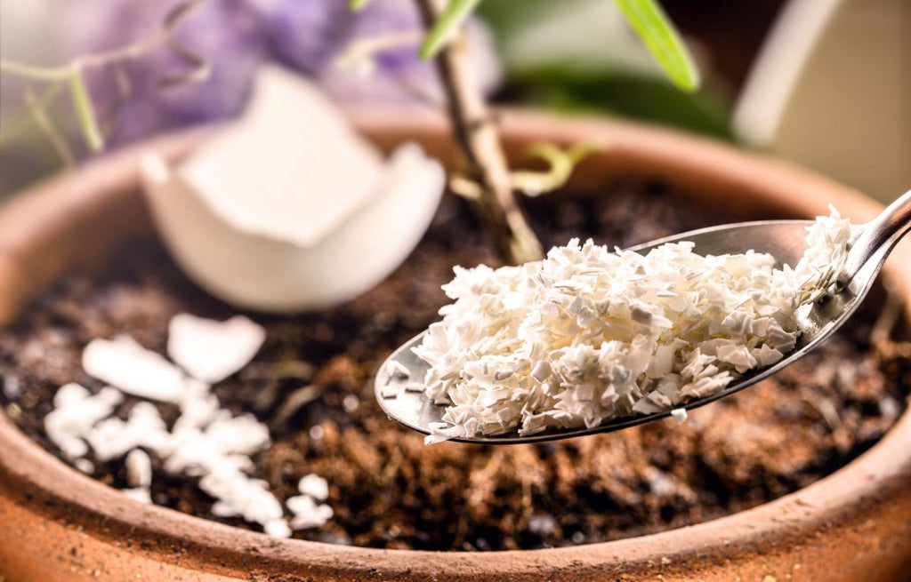 Unusual Plant Care Tips and Tricks: Embrace the Weird and Wacky!