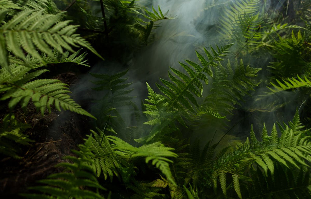 Misty fern forest.