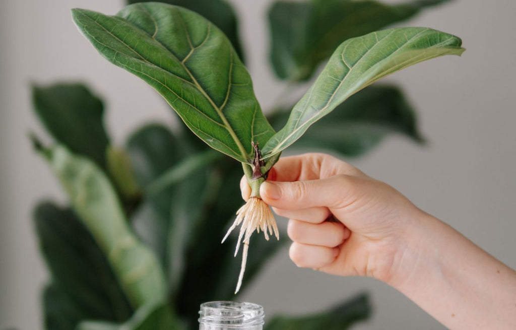 Master Indoor Plant Propagation This Spring