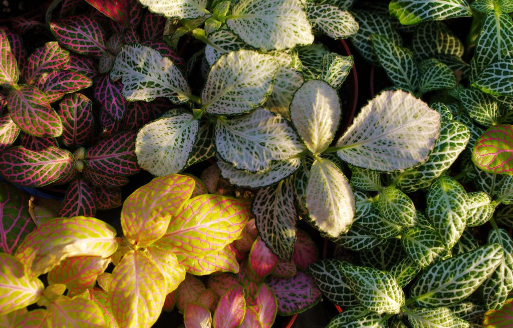 Plant Profile: Fittonia ‘Nerve Plant’