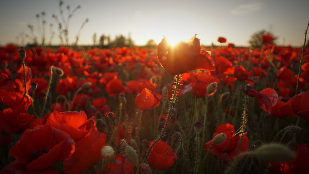 ANZAC DAY – a poppy for remembrance