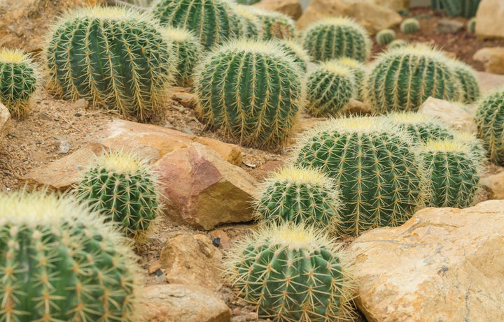 Golden Barrel Cacti in an arid environment.