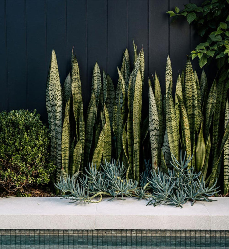 Plant Profile: Snake Plant