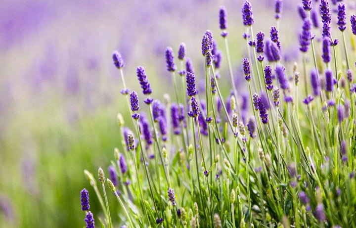 Plant Profile: Lavender