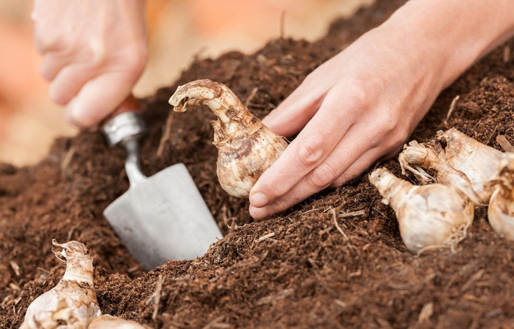 Why Autumn Is the Best Time to Plant (Yes, Really)